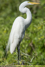 white egret